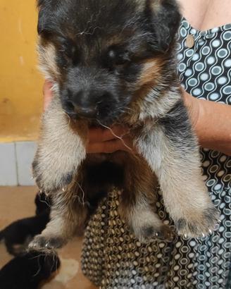 Cuccioli di pastore tedesco