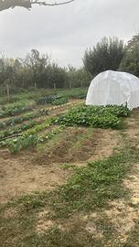 Terreno agricolo produttivo pianeggiante