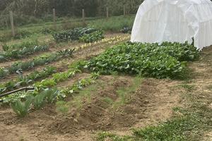 Terreno agricolo produttivo pianeggiante