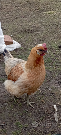 Gallina di 9 mesi