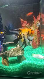 Pesce scalare
