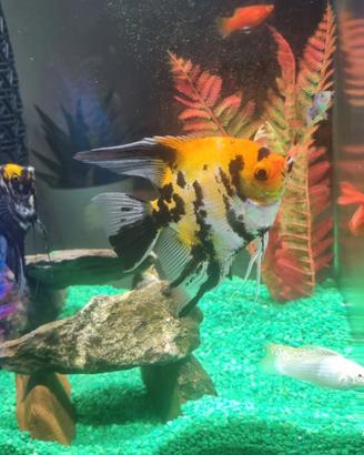 Pesce scalare