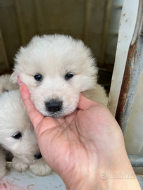 Cuccioli di pastore abruzzese