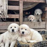 Cuccioli di pastore maremmano