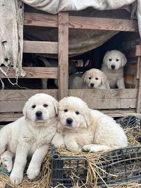 Cuccioli di pastore maremmano