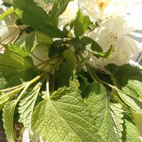 Foglie di melissa per fitoterapia.