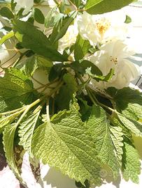 Foglie di melissa per fitoterapia.