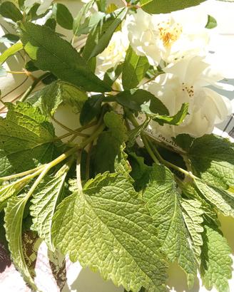 Foglie di melissa per fitoterapia.