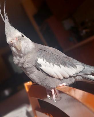 Pappagallo calopsita con gabbia