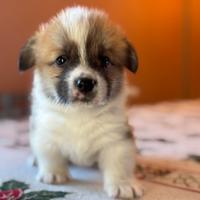 Corgi disponibili a Roma