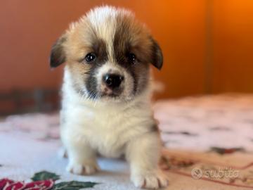 Corgi disponibili a Roma