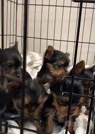 Cuccioli Yorkshire terrier toy