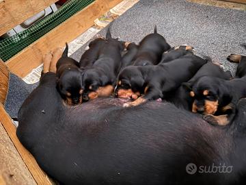 Cuccioli Segugio Italiano a pelo forte da caccia