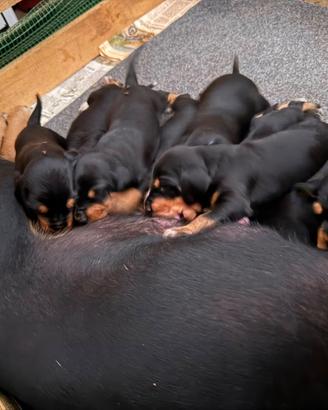 Cuccioli Segugio Italiano a pelo forte da caccia