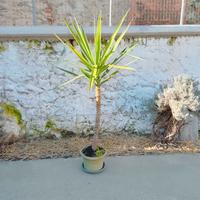 PIANTA YUCCA