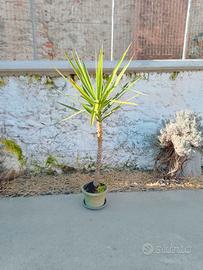 PIANTA YUCCA