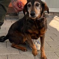 Felicita' cagnolina meticcia