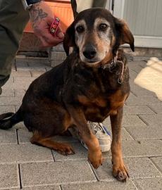 Felicita' cagnolina meticcia