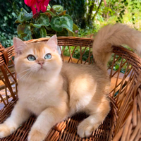 Cuccioli British Shorthair Golden Shaded