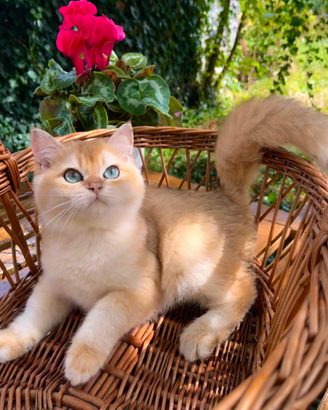 Cuccioli British Shorthair Golden Shaded