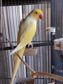 Pulli parrocchetto dal collare