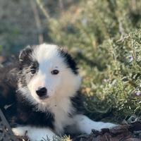 Border collie