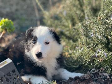 Border collie