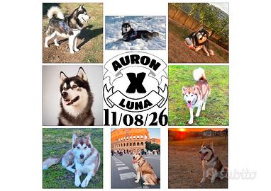 Cuccioli Alaskan Malamute