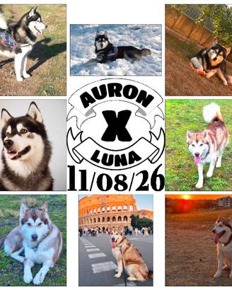Cuccioli Alaskan Malamute