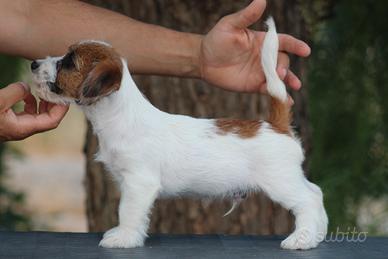 Jack russell terrier