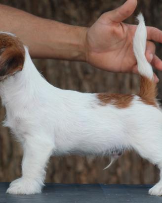 Jack russell terrier