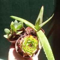 3 piantine succulente 