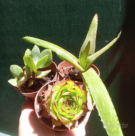 3 piantine succulente 
