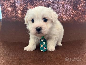 Maltipoo