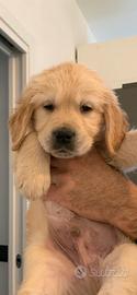 Golden Retriever linea inglese