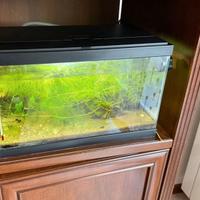 Acquario 16 Litri con accessori inclusi