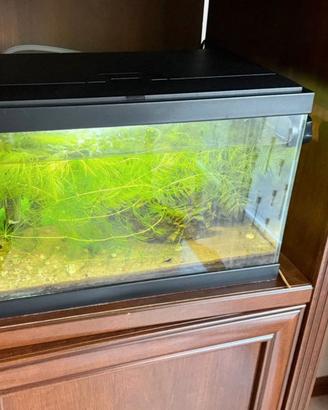 Acquario 16 Litri con accessori inclusi