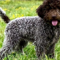 Cuccioli Lagotto romagnolo pedigree Roy Natale