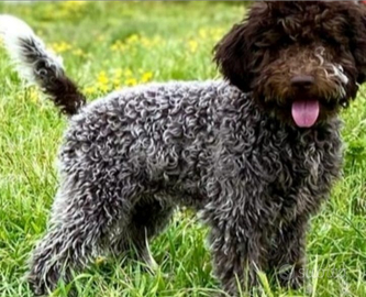 Cuccioli Lagotto romagnolo pedigree Roy Natale