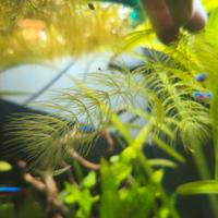 Ceratophillum demersum Pianta da acquario