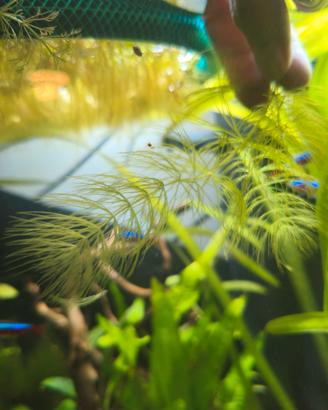 Ceratophillum demersum Pianta da acquario