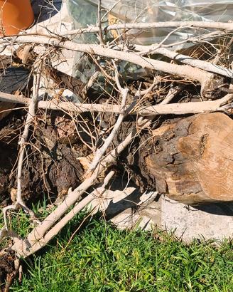Legno di cipresso da ardere