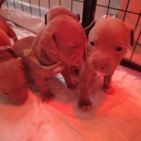 American Pit bull Terrier