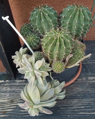 Piante grasse mix