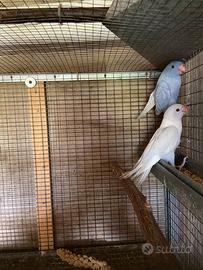 Parrocchetti dal collare pied dom deep