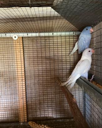 Parrocchetti dal collare pied dom deep