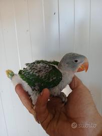 Pappagali