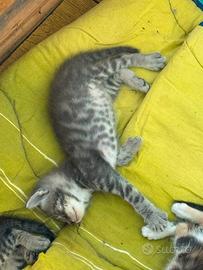 Gattini