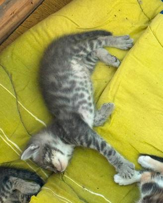 Gattini