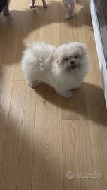 Maltipoo